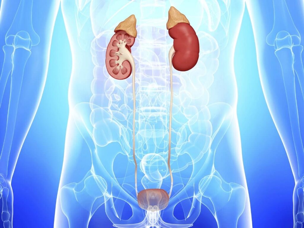 Verita Neuro - Blog - Image 1 - Spinal Cord Injury And UTI - Treating Urinary Tract Infections