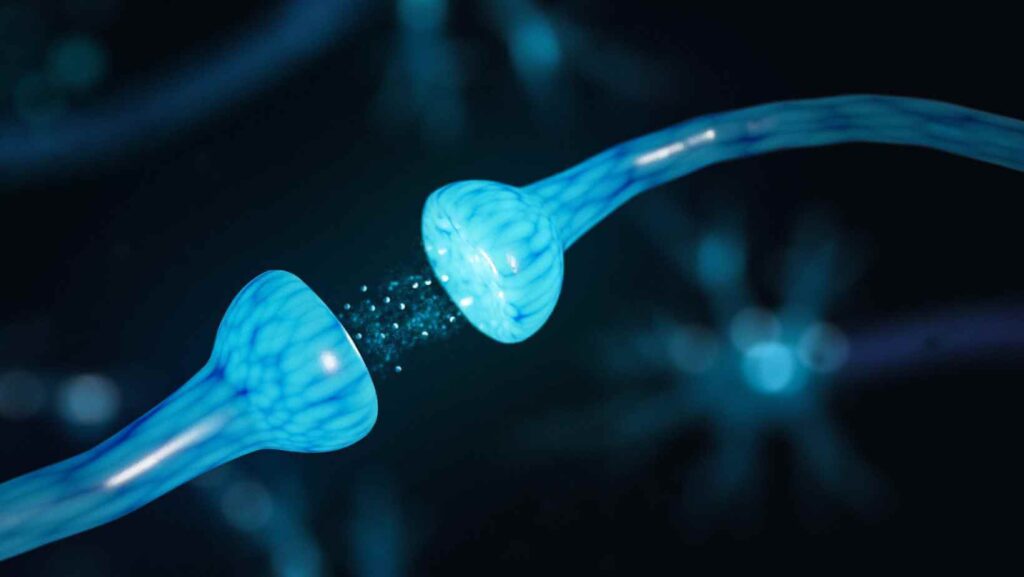 Verita Neuro - Blog - Image 1 - Neuroplasticity - An Essential Part Of Spinal Cord Injury Recovery