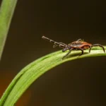Black-legged tick sitting on a green leaf, carrier of the Lyme Disease-causing Borrelia burgdorferi bacterium.
