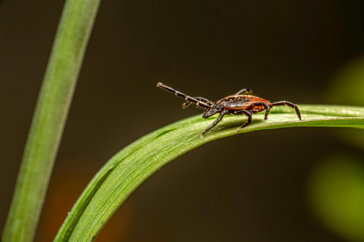 Black-legged tick sitting on a green leaf, carrier of the Lyme Disease-causing Borrelia burgdorferi bacterium.